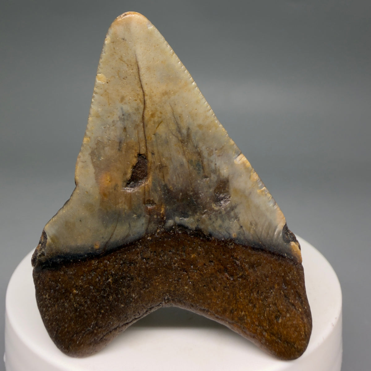 Back View Colorful 2.24" Fossil Megalodon Tooth - Authentic Carcharocles megalodon Fossil from North Carolina megalodonteeth.com CM6621