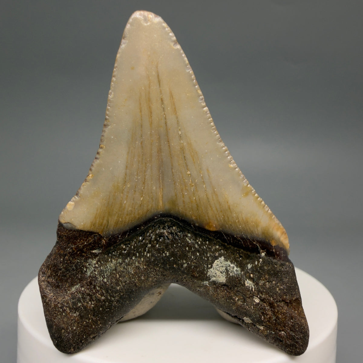 Back View Colorful 2.28" Fossil Megalodon Tooth - Authentic Carcharocles megalodon Fossil from North Carolina megalodonteeth.com M6618