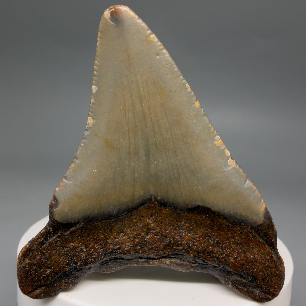 Back View Colorful 2.33" Fossil Megalodon Tooth - Authentic Carcharocles megalodon Fossil from North Carolina megalodonteeth.com CM6624