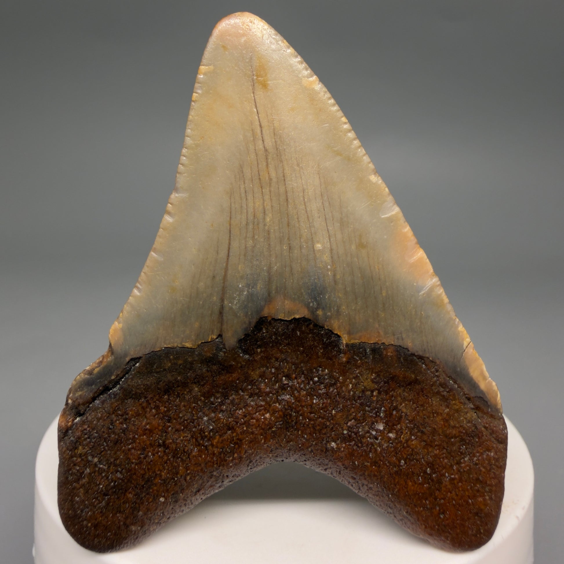 Back View Colorful 2.39" Fossil Megalodon Tooth - Authentic Carcharocles megalodon Fossil from North Carolina megalodonteeth.com CM6623