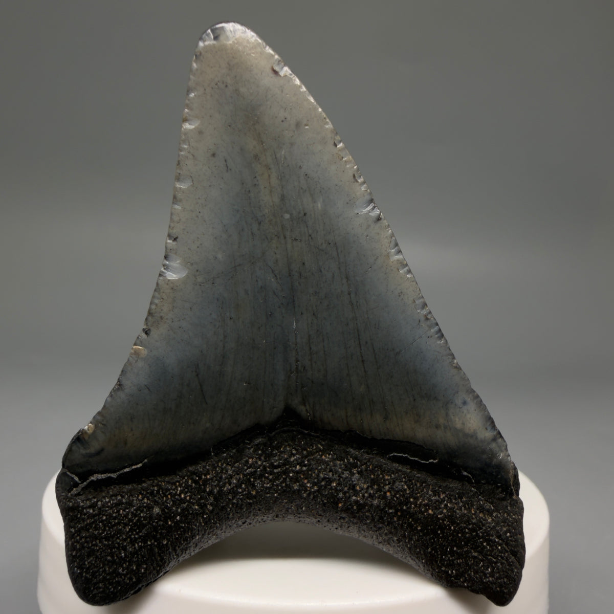 Back View Colorful 2.45" Fossil Megalodon Tooth – South Carolina River Find | Authentic megalodonteeth.com CM6735