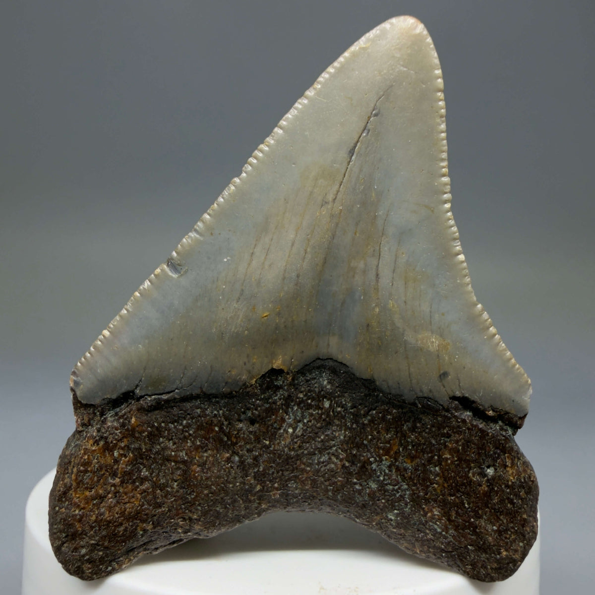Back View Colorful 2.47" Fossil Megalodon Tooth - Authentic Carcharocles megalodon Fossil from North Carolina megalodonteeth.com CM6783