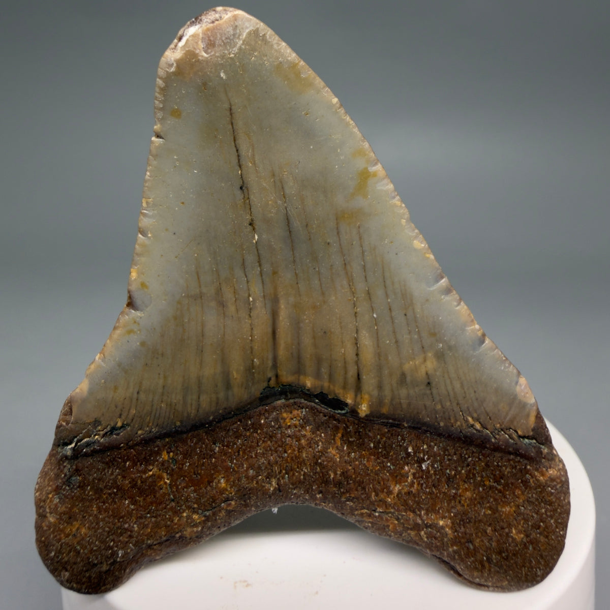 Back View Colorful 2.54" Fossil Megalodon Tooth - Authentic Carcharocles megalodon Fossil from North Carolina megalodonteeth.com CM6628