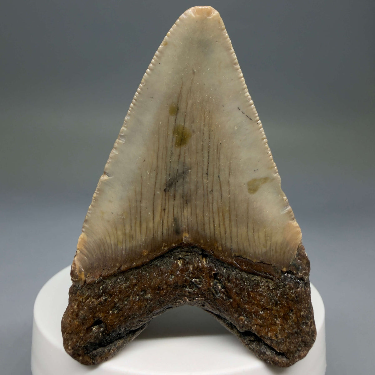 Back View Colorful 2.57" Fossil Megalodon Tooth - Authentic Carcharocles megalodon Fossil from North Carolina megalodonteeth.com CM6785