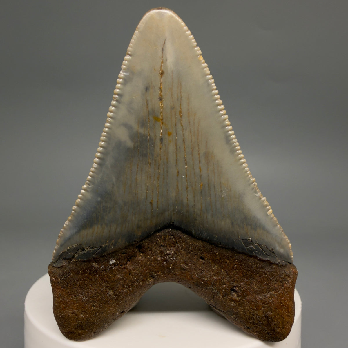 Back View Colorful 2.60" Fossil Megalodon Tooth - Authentic Carcharocles megalodon Fossil from North Carolina megalodonteeth.com CM6630