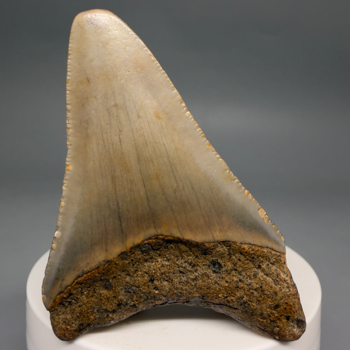 Back View Colorful 2.62" Fossil Megalodon Tooth - Authentic Carcharocles megalodon Fossil from North Carolina megalodonteeth.com CM6627