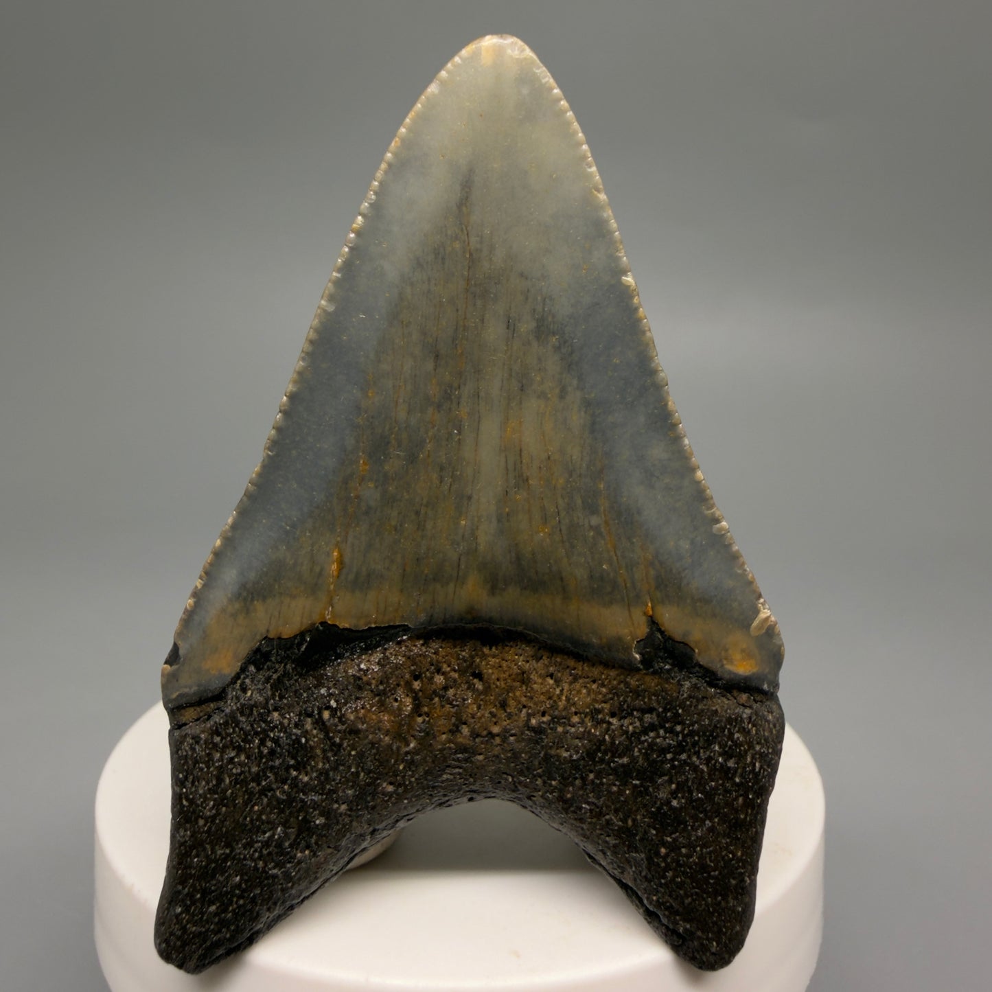 Back View Colorful 2.71" Fossil Megalodon Tooth - Authentic Carcharocles megalodon Fossil from North Carolina CM9490