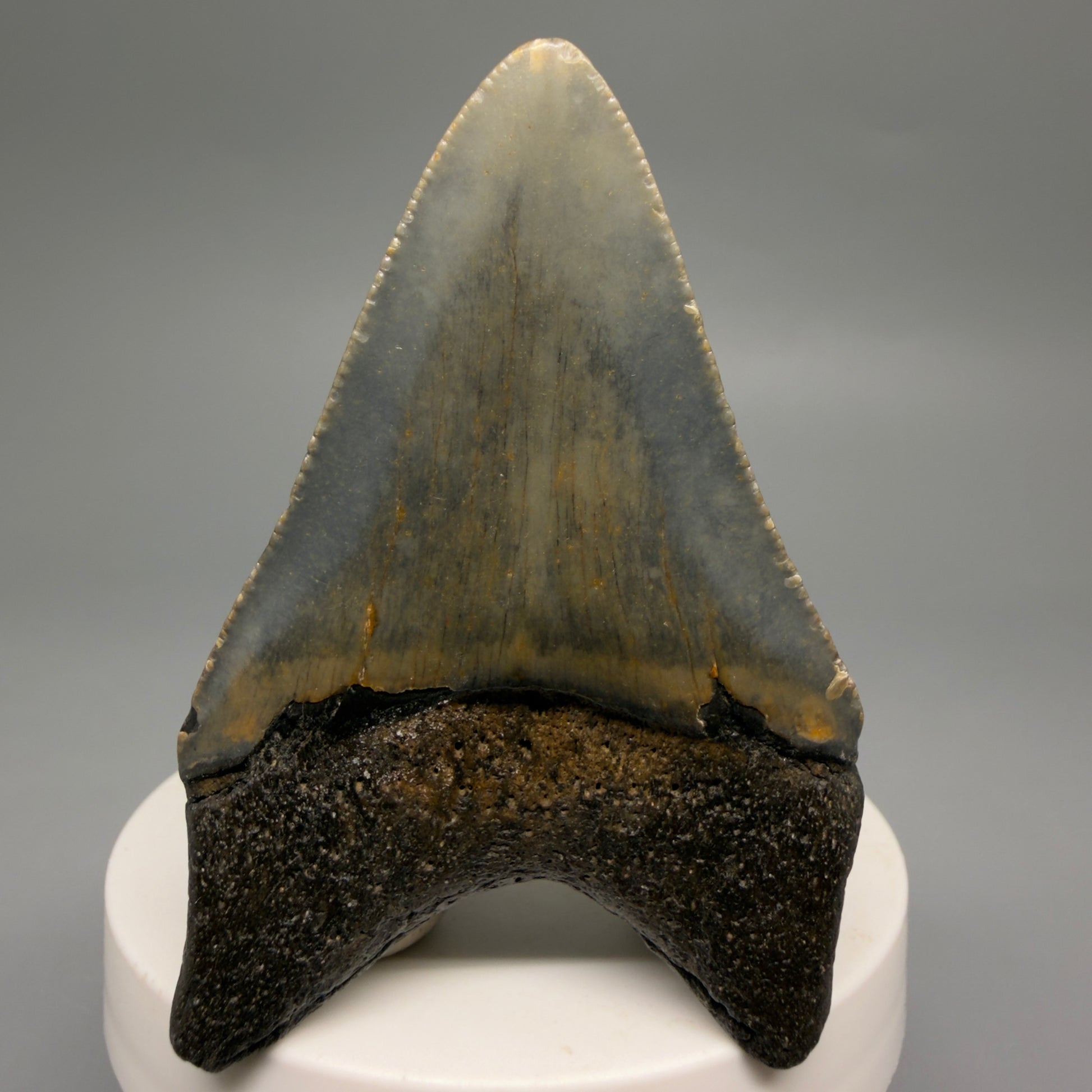 Back View Colorful 2.71" Fossil Megalodon Tooth - Authentic Carcharocles megalodon Fossil from North Carolina CM9490