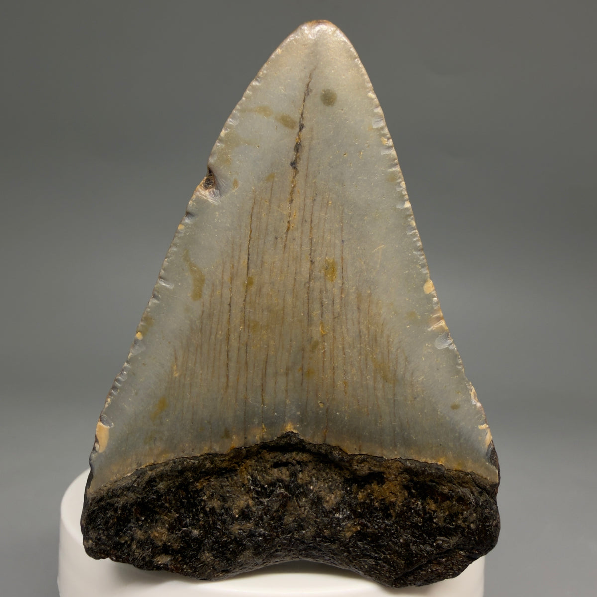 Back View Colorful 2.71" Fossil Megalodon Tooth - Authentic Carcharocles megalodon Fossil from North Carolina megalodonteeth.com CM6631
