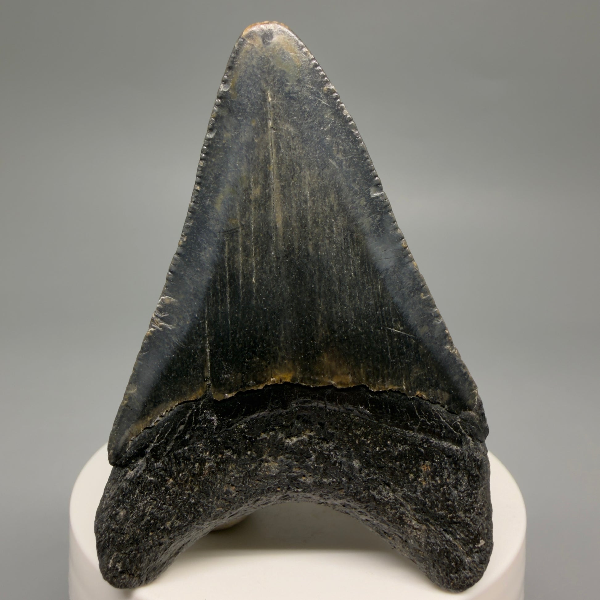 Back View Colorful 2.75" Fossil Megalodon Tooth - Authentic Carcharocles megalodon Fossil from North Carolina CM6492