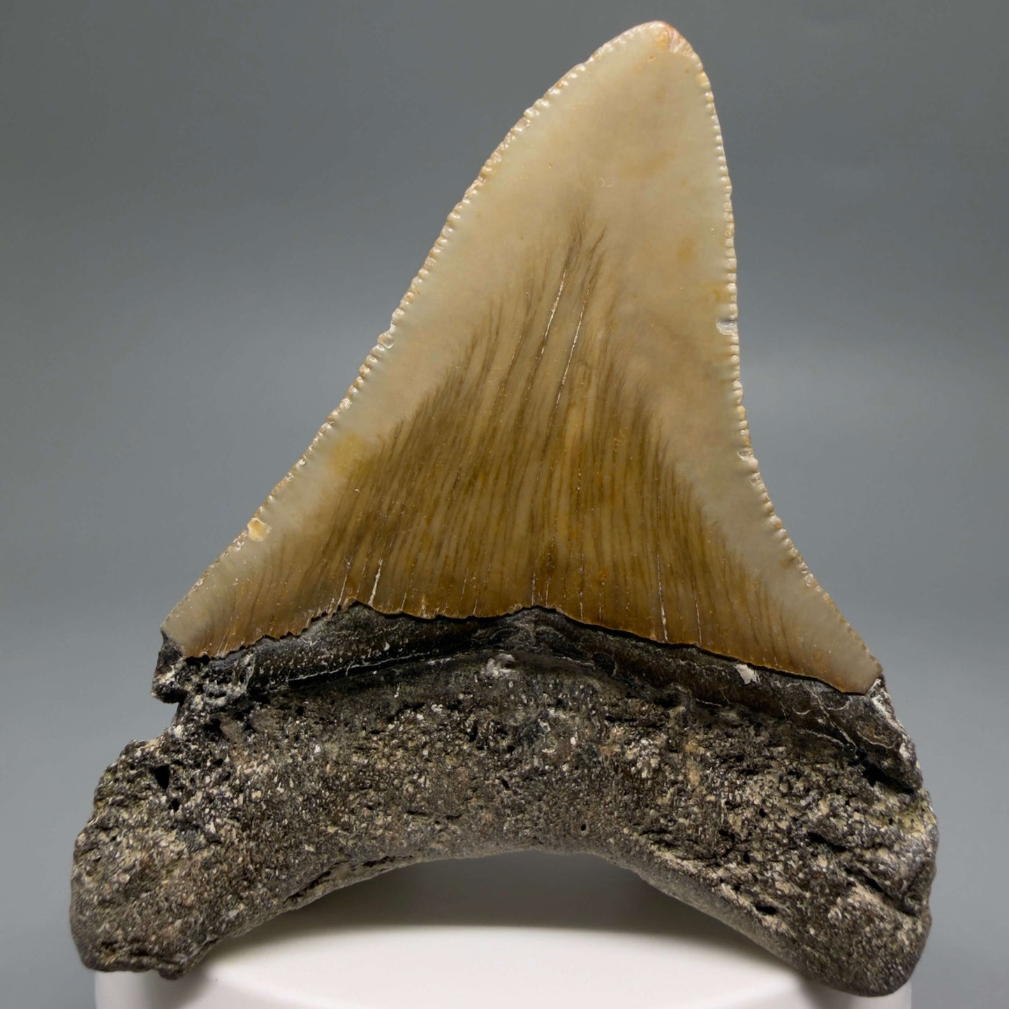 Back View Colorful 2.76" Fossil Megalodon Tooth - Authentic Carcharocles megalodon Fossil from North Carolina CM6493