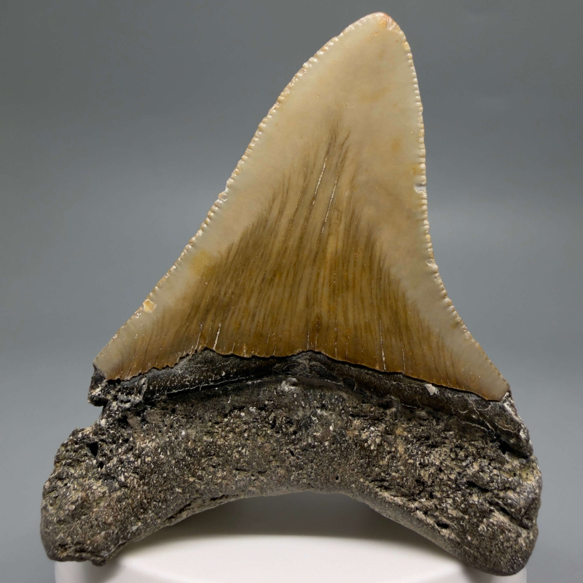 Back View Colorful 2.76" Fossil Megalodon Tooth - Authentic Carcharocles megalodon Fossil from North Carolina CM6493