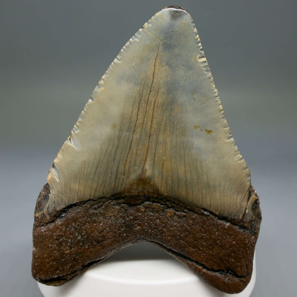 Back View Colorful 2.77" Fossil Megalodon Tooth - Authentic Carcharocles megalodon Fossil from North Carolina megalodonteeth.com CM6790