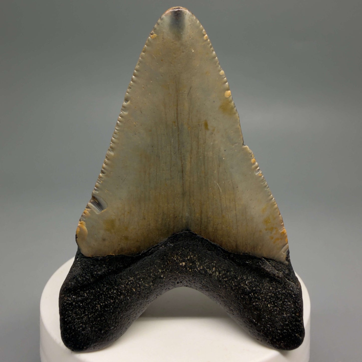 Back View Colorful 2.82" Fossil Megalodon Tooth - Authentic Carcharocles megalodon Fossil from North Carolina CM6491