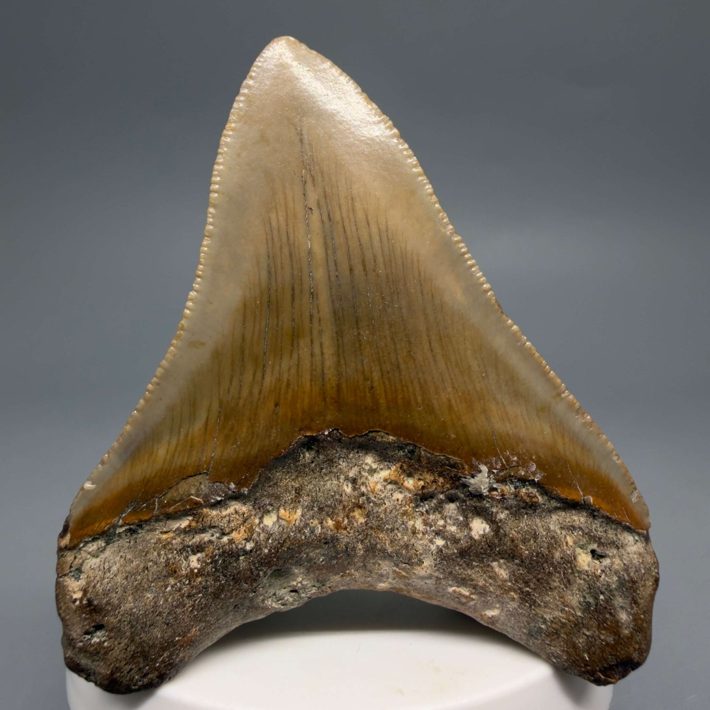 Back View Colorful 2.82" Fossil Megalodon Tooth - Authentic Carcharocles megalodon Fossil from North Carolina CM6495