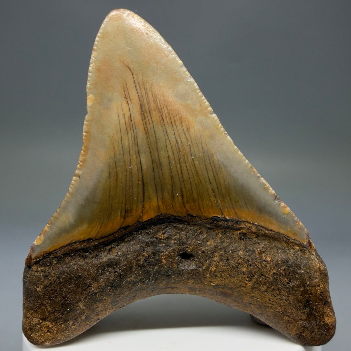 Back View Colorful 2.90" Fossil Megalodon Tooth - Authentic Carcharocles megalodon Fossil from North Carolina megalodonteeth.com CM6791
