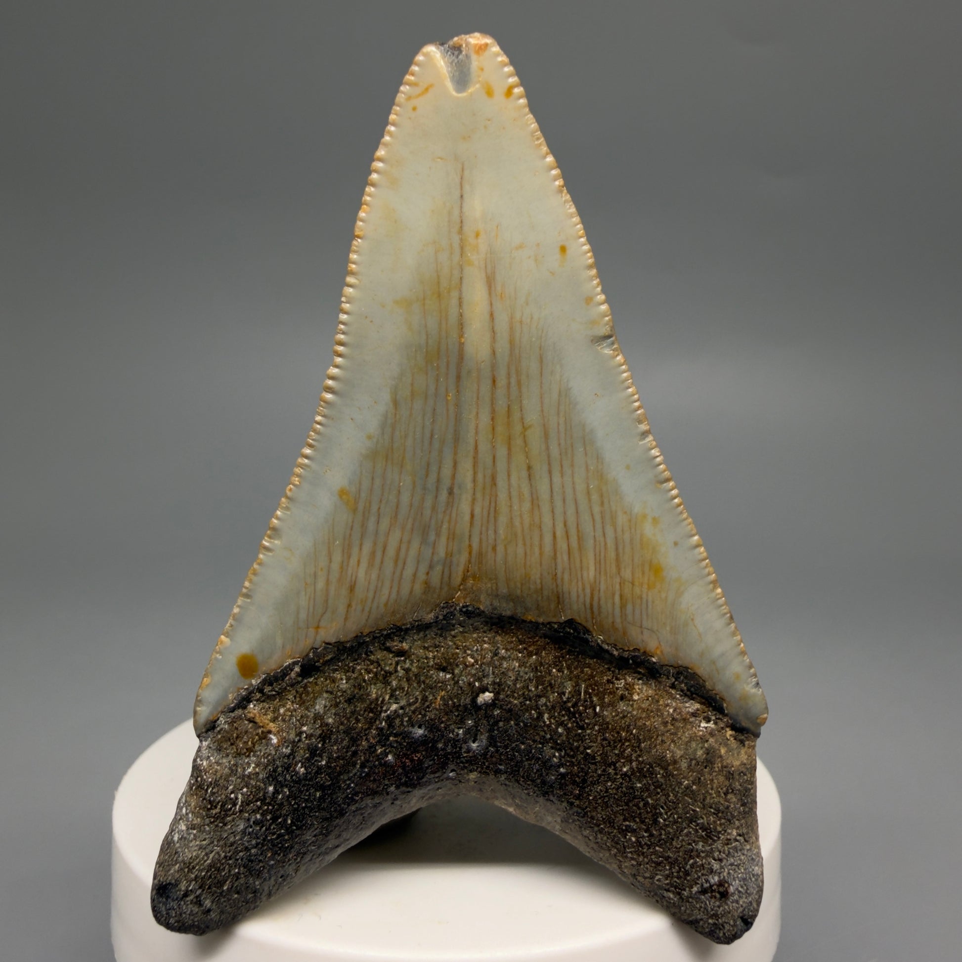 Back View Colorful 2.93" Fossil Megalodon Tooth - Authentic Carcharocles megalodon Fossil from North Carolina CM6496