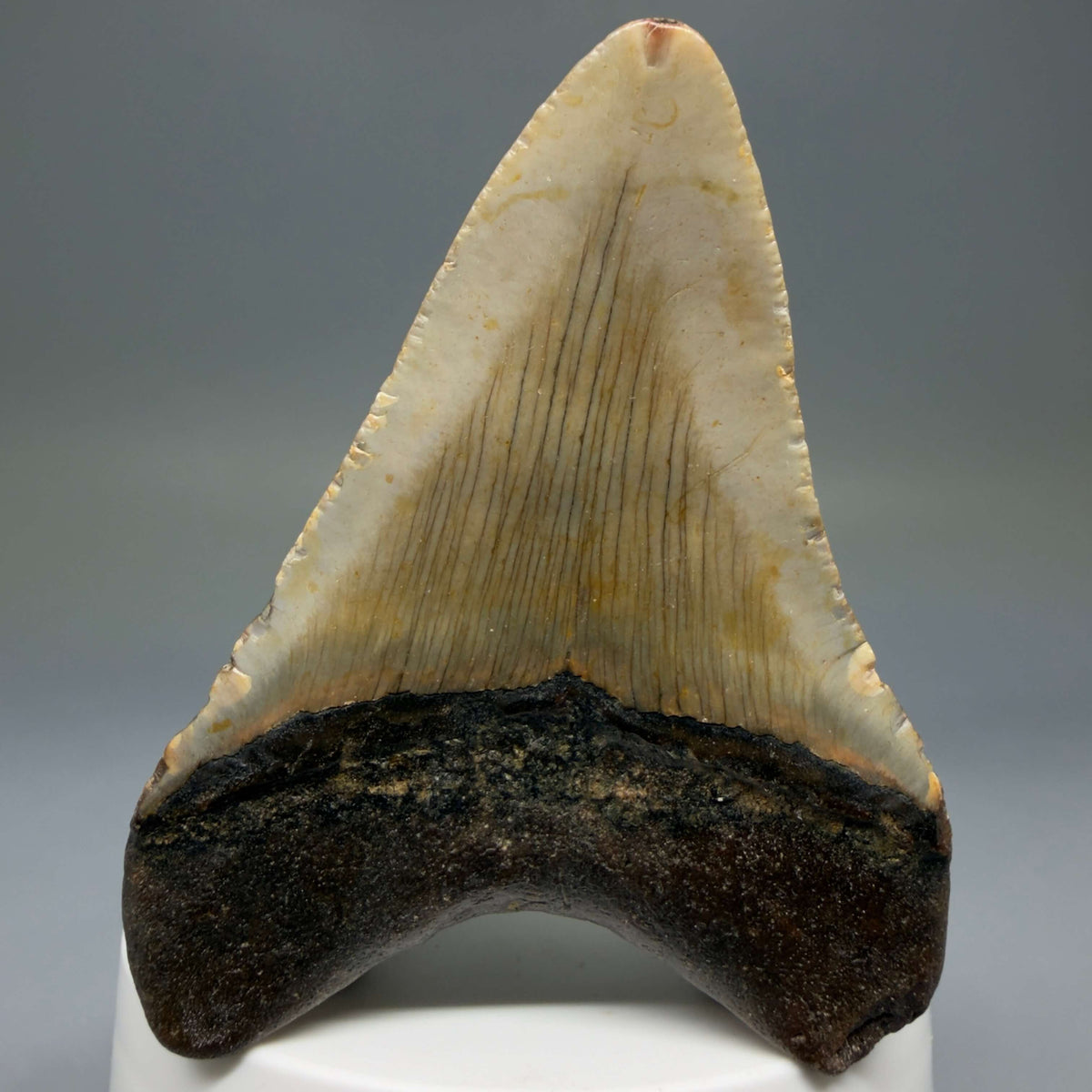 Back View Colorful 2.93" Fossil Megalodon Tooth - Authentic Carcharocles megalodon Fossil from North Carolina megalodonteeth.com CM6792