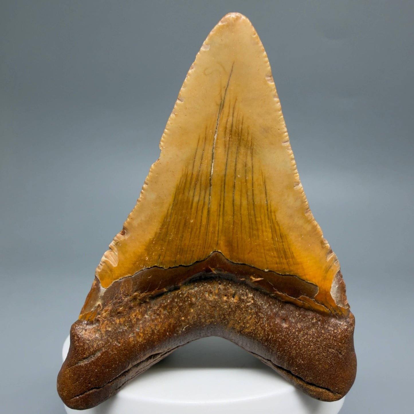 Back View Colorful 2.96" Fossil Megalodon Tooth - Authentic Carcharocles megalodon Fossil from North Carolina CM6494
