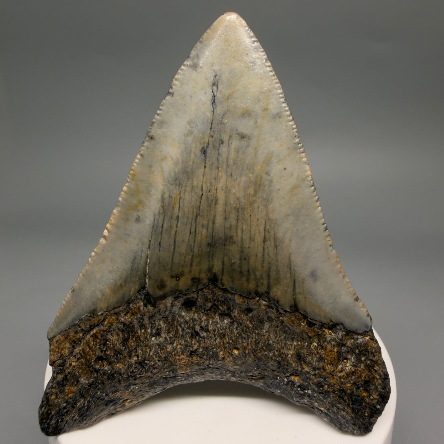 Back View Colorful 2.98" Fossil Megalodon Tooth - Authentic Carcharocles megalodon Fossil from North Carolina megalodonteeth.com CM6497