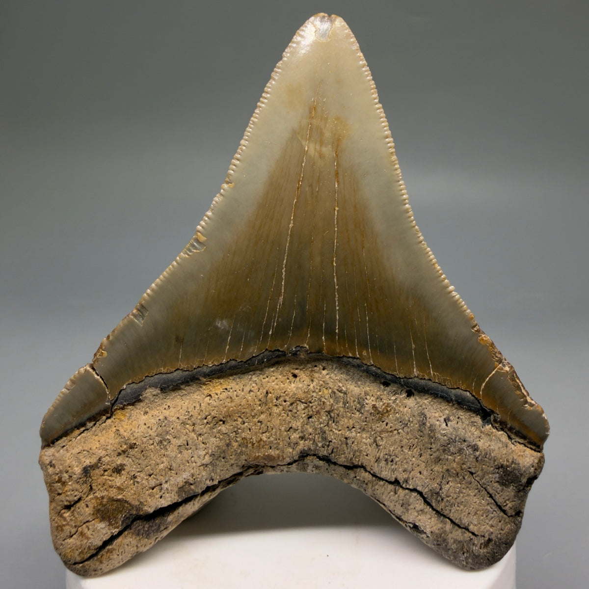 Back View Colorful 3.10" Fossil Megalodon Tooth from North Carolina - megalodonteeth.com CM6765