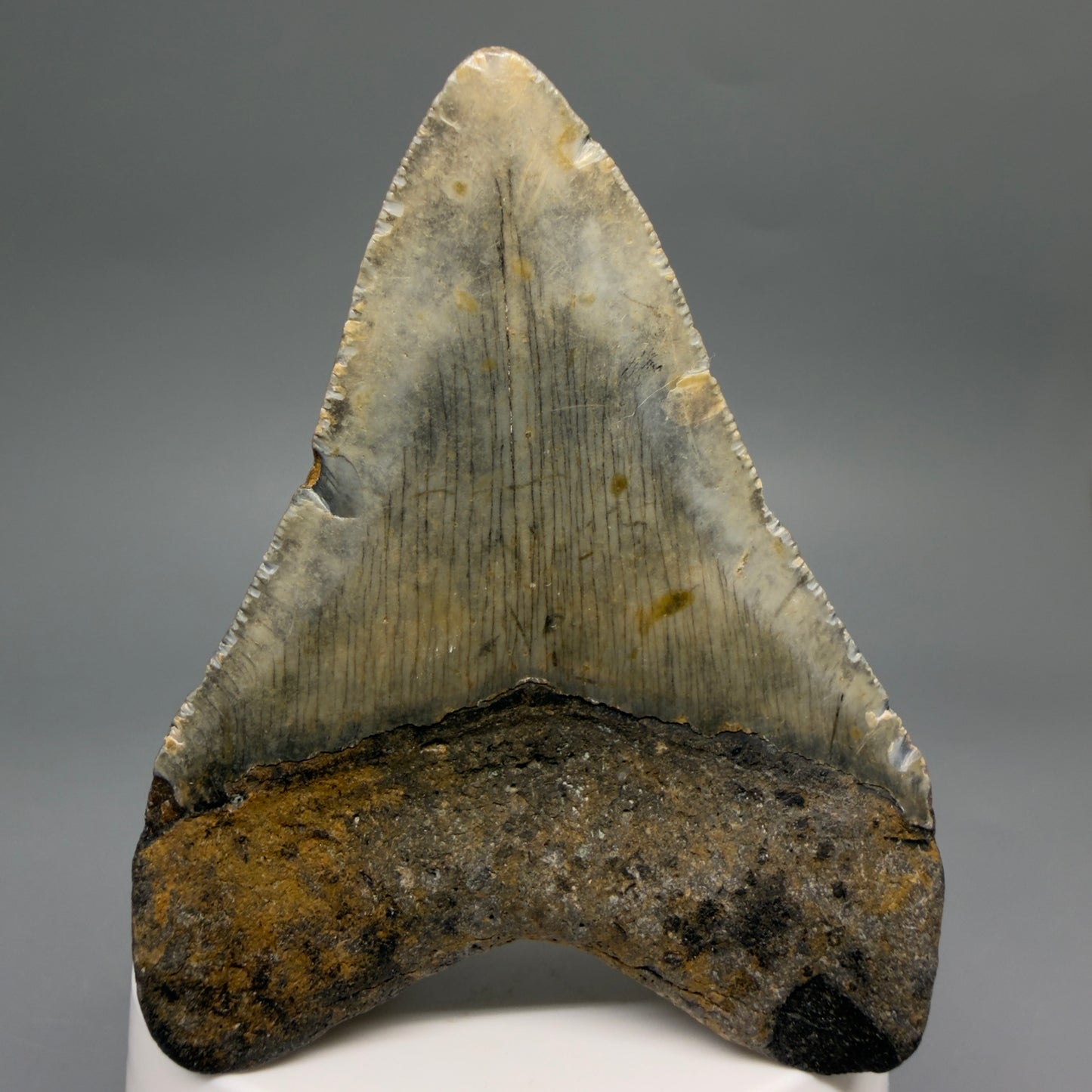 Back View Colorful 3.16" Fossil Megalodon Tooth from North Carolina - megalodonteeth.com CM6498