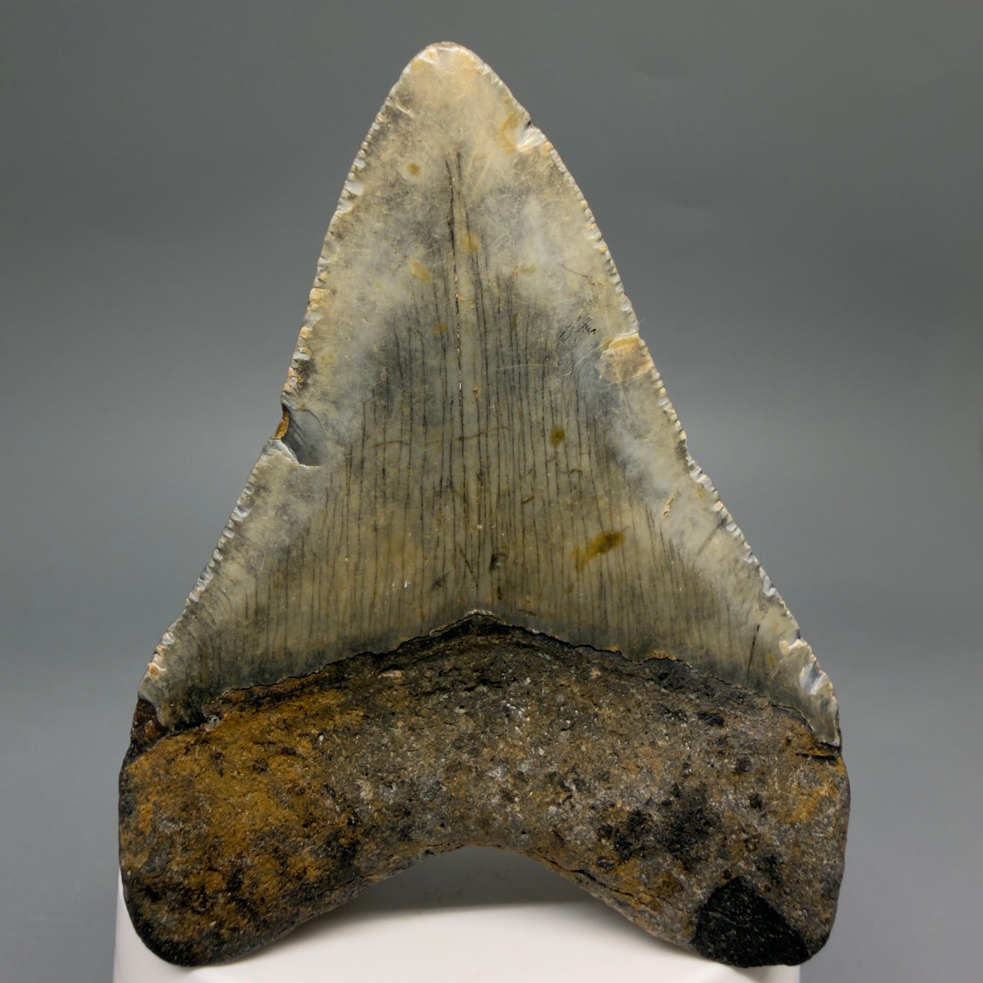 Back View Colorful 3.16" Fossil Megalodon Tooth from North Carolina - megalodonteeth.com CM6498