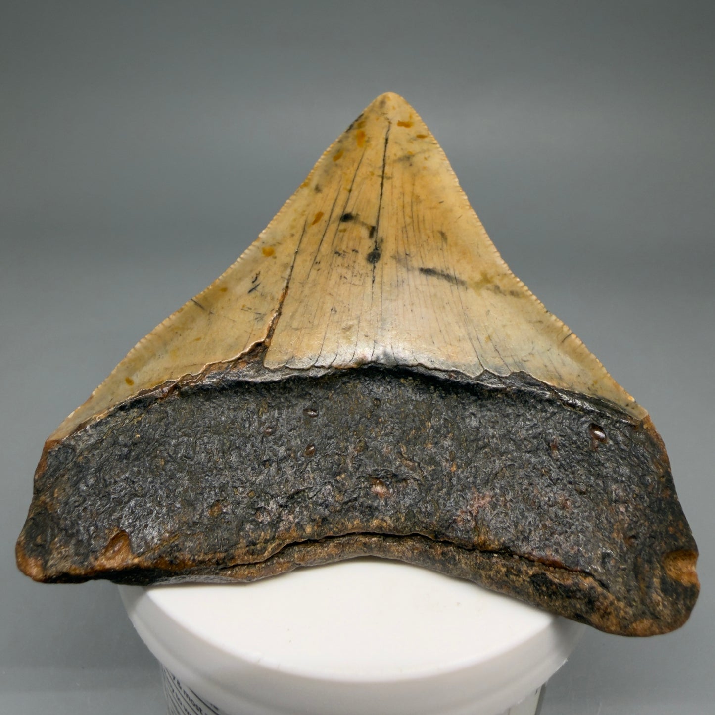 Back View Colorful 3.17" Fossil Megalodon Tooth from North Carolina - megalodonteeth.com CM6501 - 1