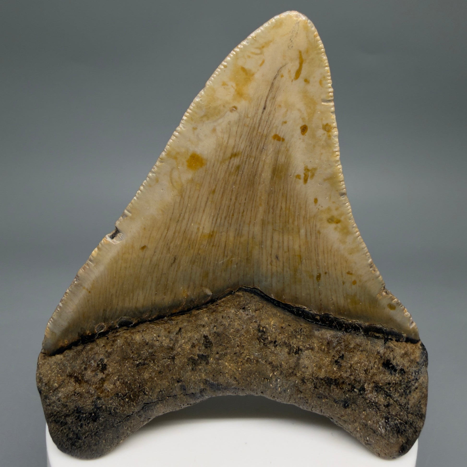 Back View Colorful 3.20" Fossil Megalodon Tooth from North Carolina - megalodonteeth.com CM6499