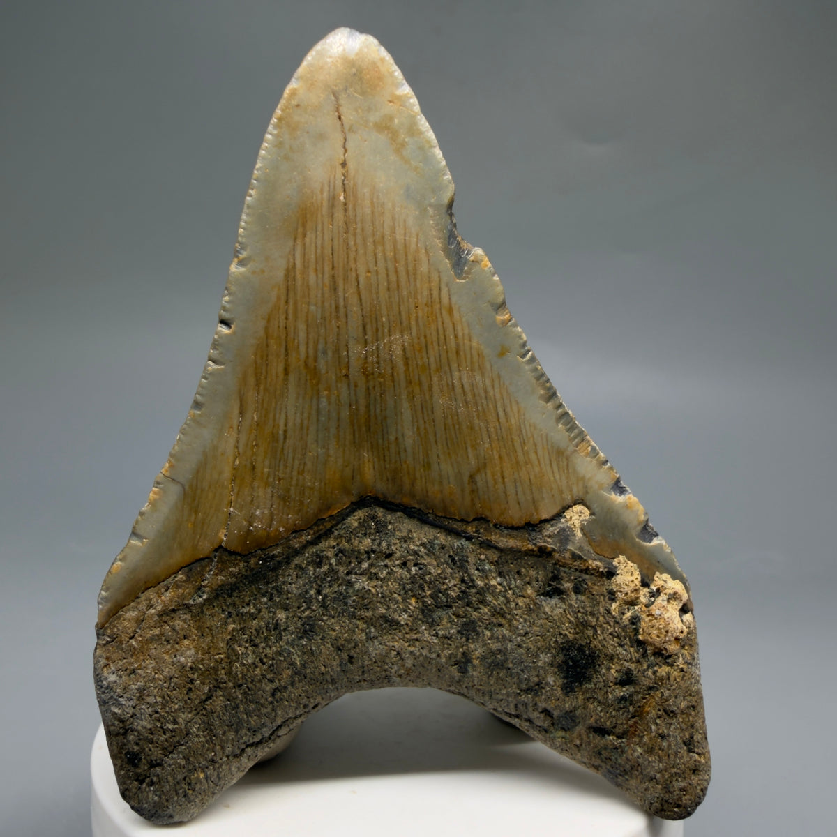 Back View Colorful 3.22" Fossil Megalodon Tooth from North Carolina - megalodonteeth.com CM6764