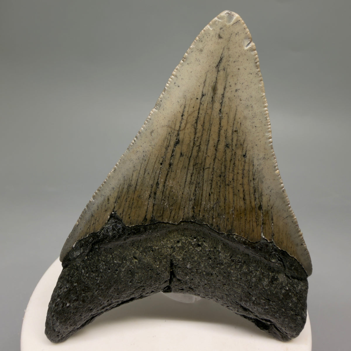 Back View Colorful 3.25" Fossil Megalodon Tooth from North Carolina - megalodonteeth.com CM6634