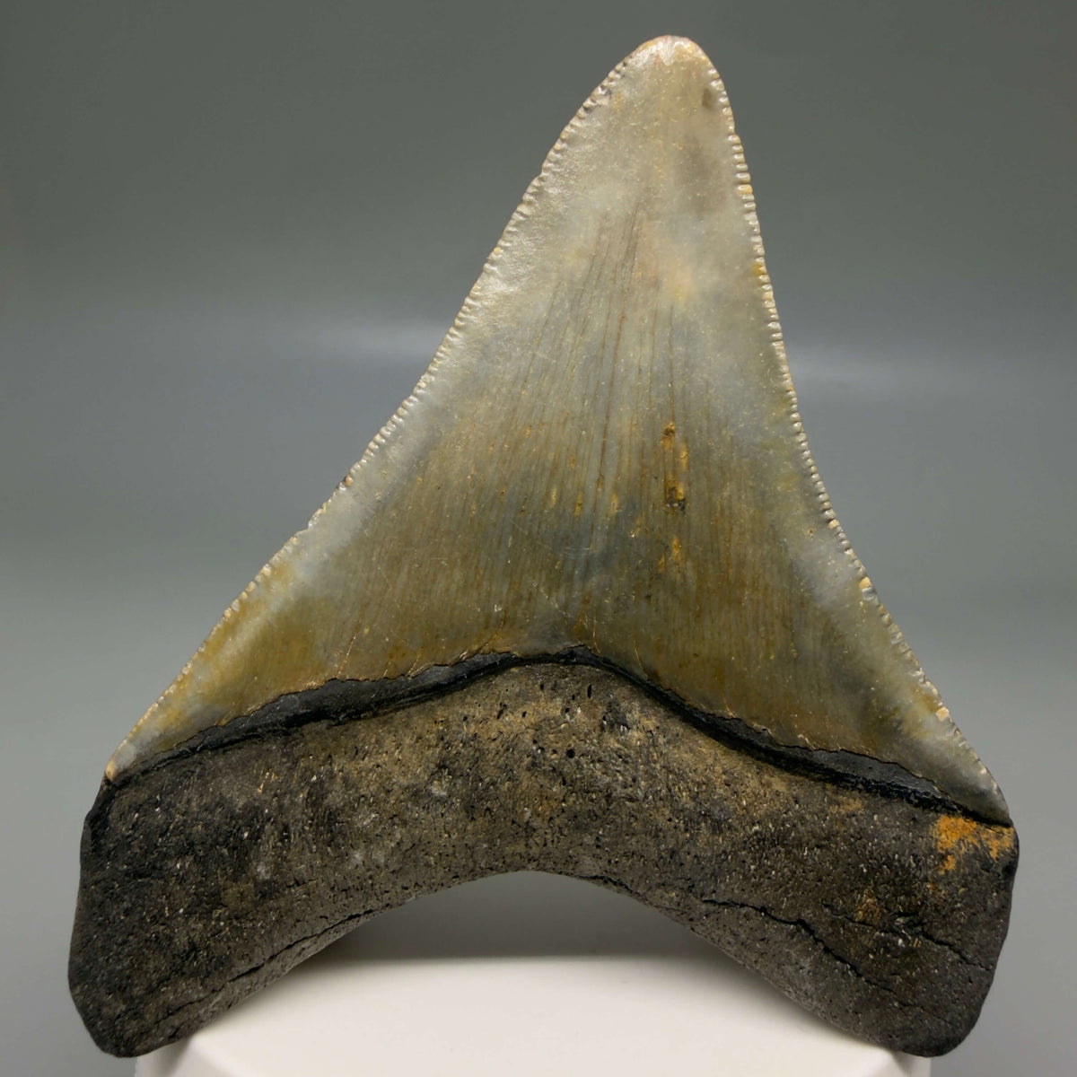 Back View Colorful 3.27" Fossil Megalodon Tooth from North Carolina - megalodonteeth.com CM6799