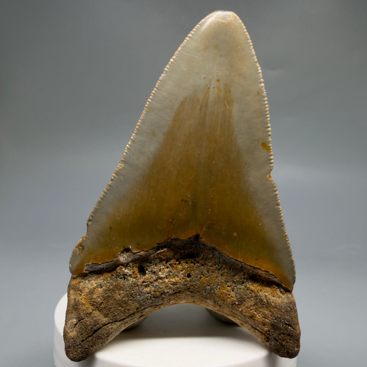 Back View Colorful 3.28" Fossil Megalodon Tooth from North Carolina - megalodonteeth.com CM6763