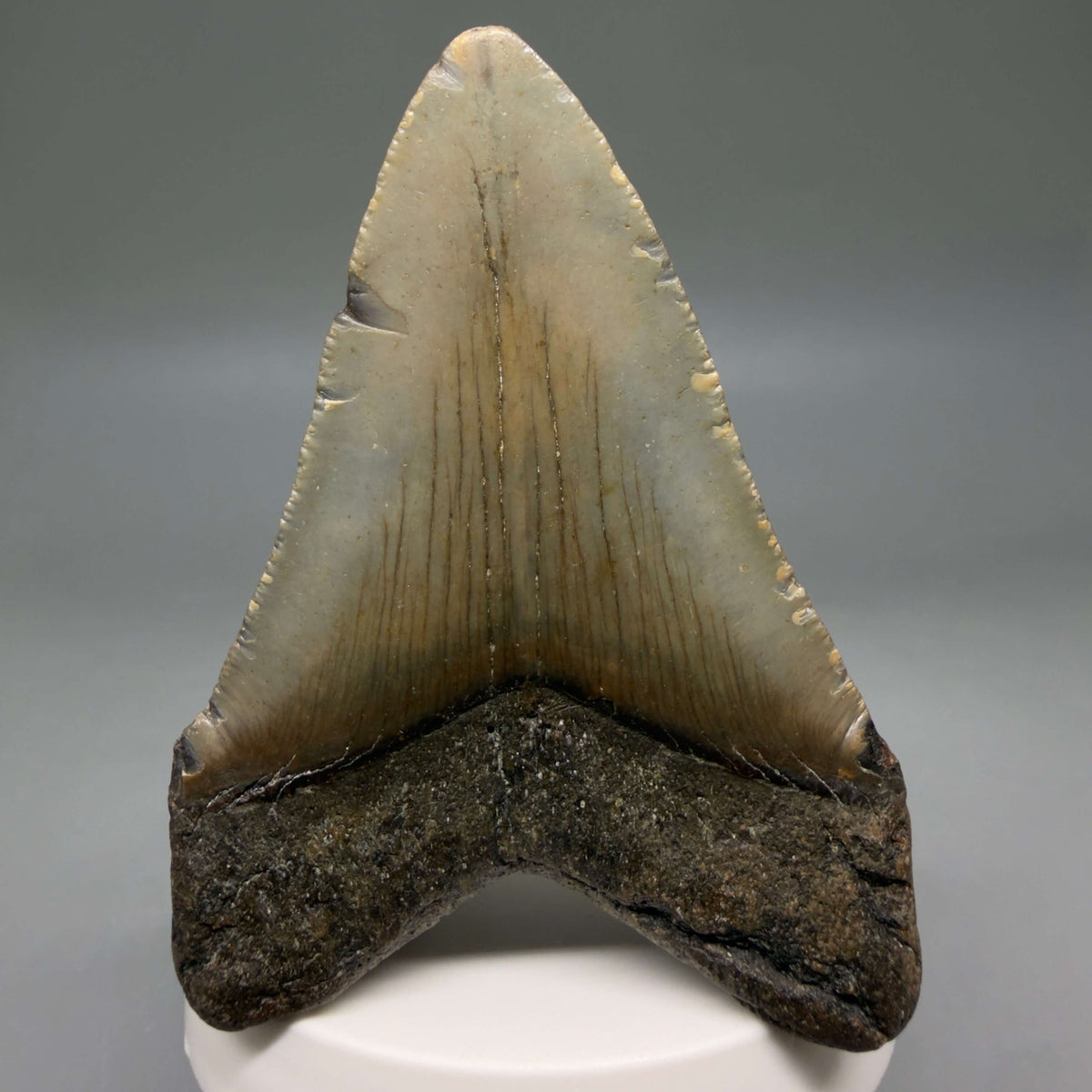 Back View Colorful 3.28" Fossil Megalodon Tooth from North Carolina - megalodonteeth.com CM6798 