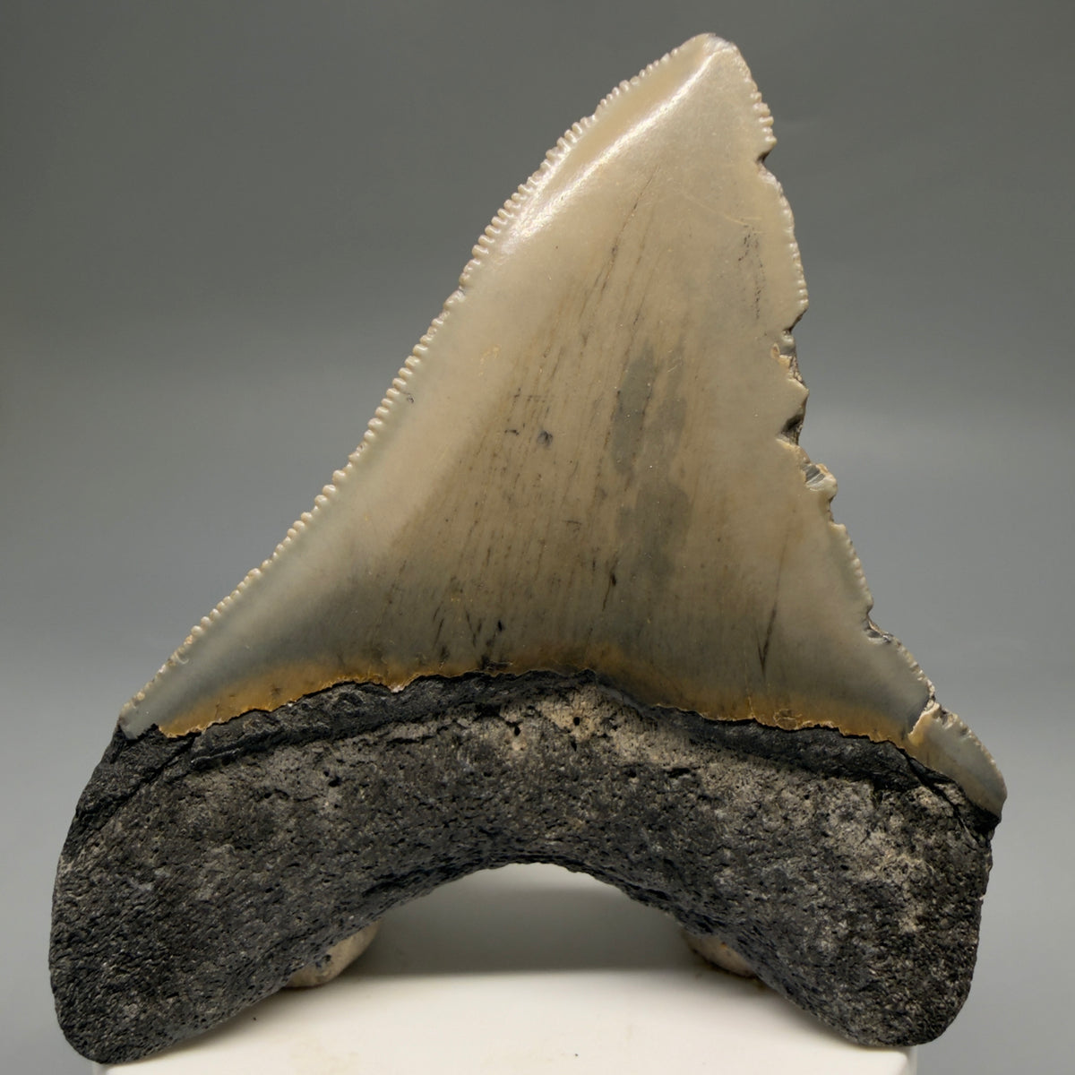 Back View Colorful 3.32" Fossil Megalodon Tooth from North Carolina - megalodonteeth.com CM6766