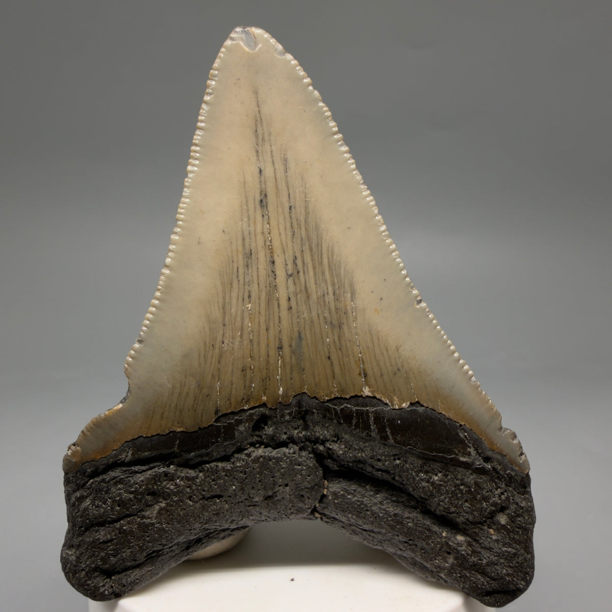 Back View Colorful 3.39" Fossil Megalodon Tooth from North Carolina - megalodonteeth.com CM6637