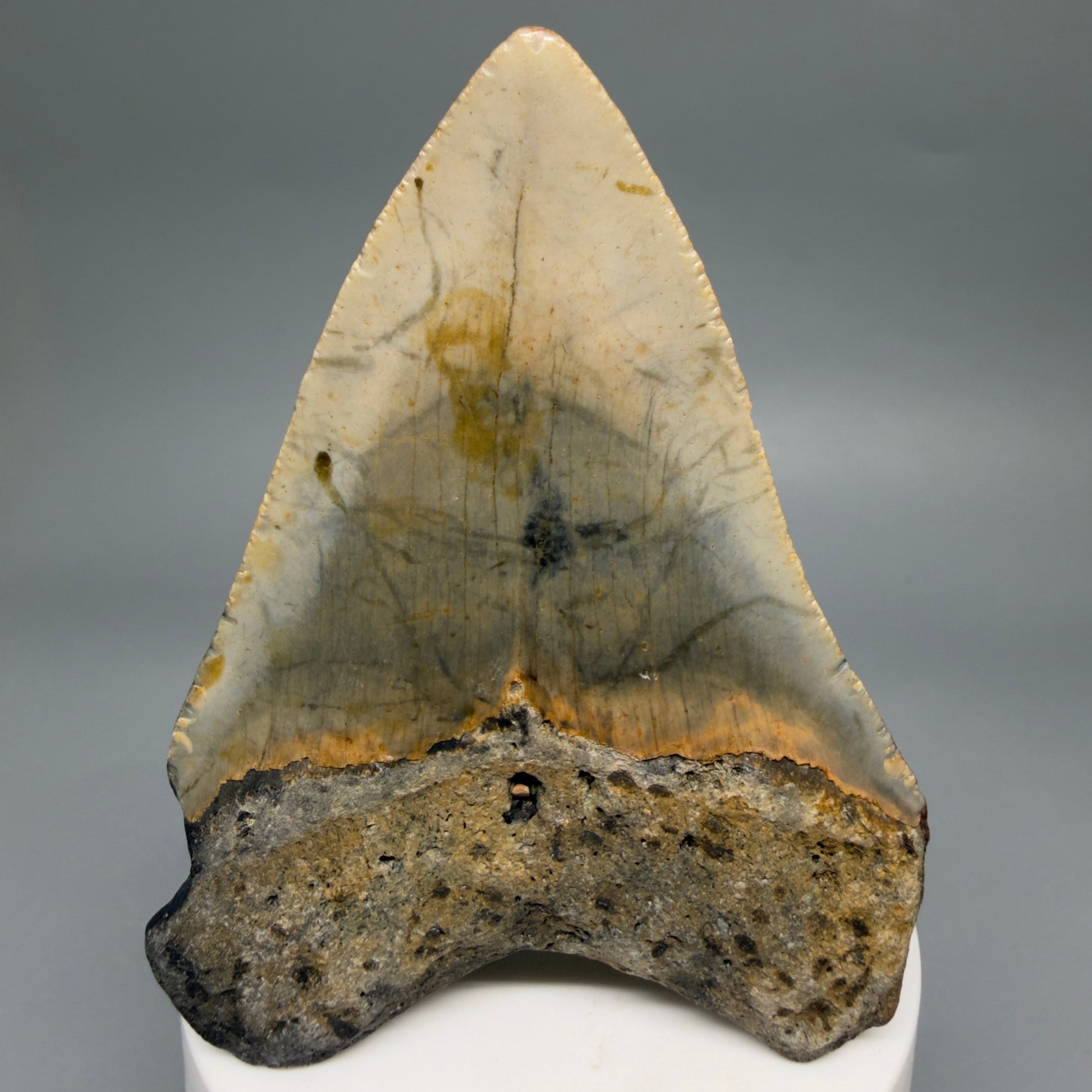 Back View Colorful 3.40" Fossil Megalodon Tooth from North Carolina - megalodonteeth.com CM6507
