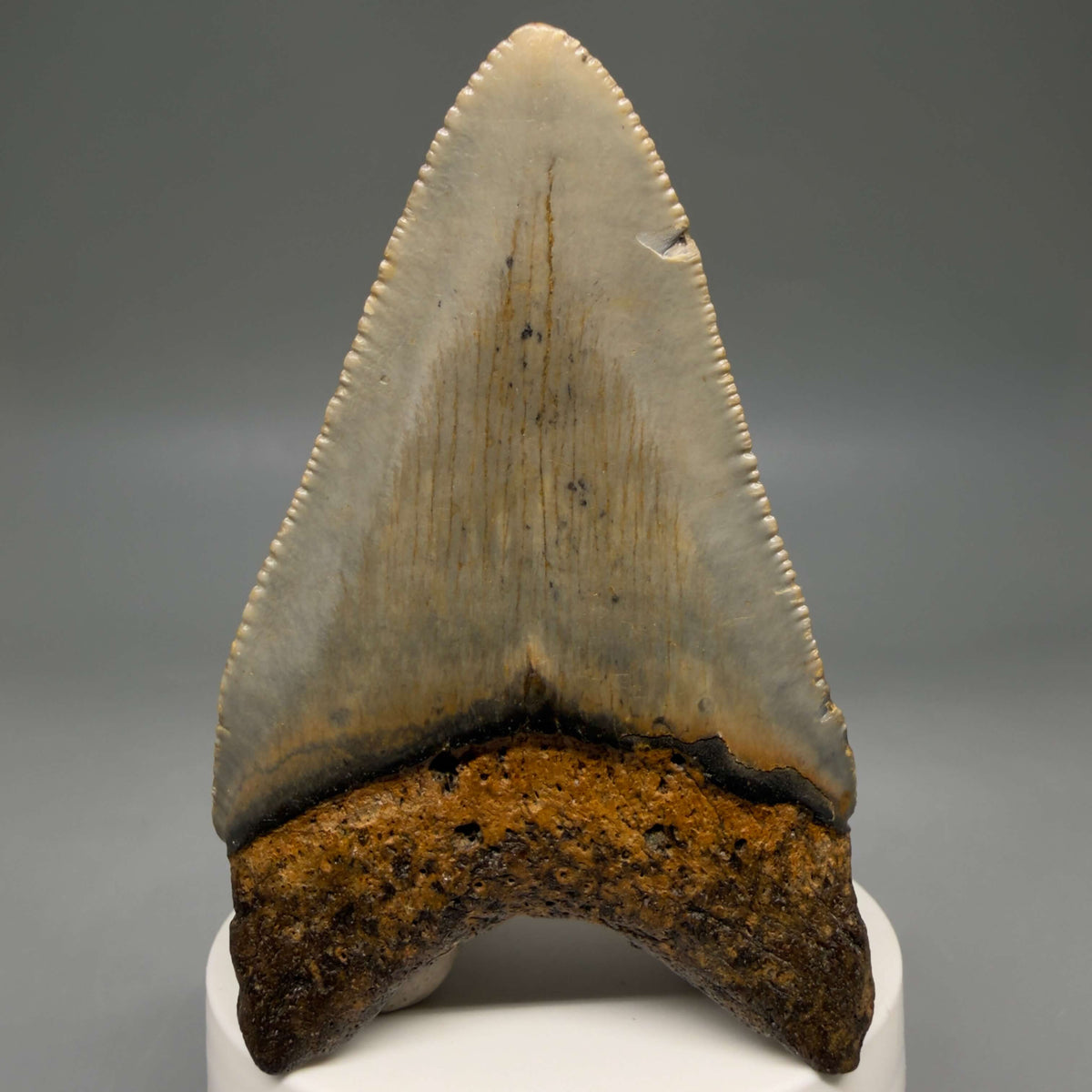 Back View Colorful 3.42" Fossil Megalodon Tooth from North Carolina - megalodonteeth.com CM6800