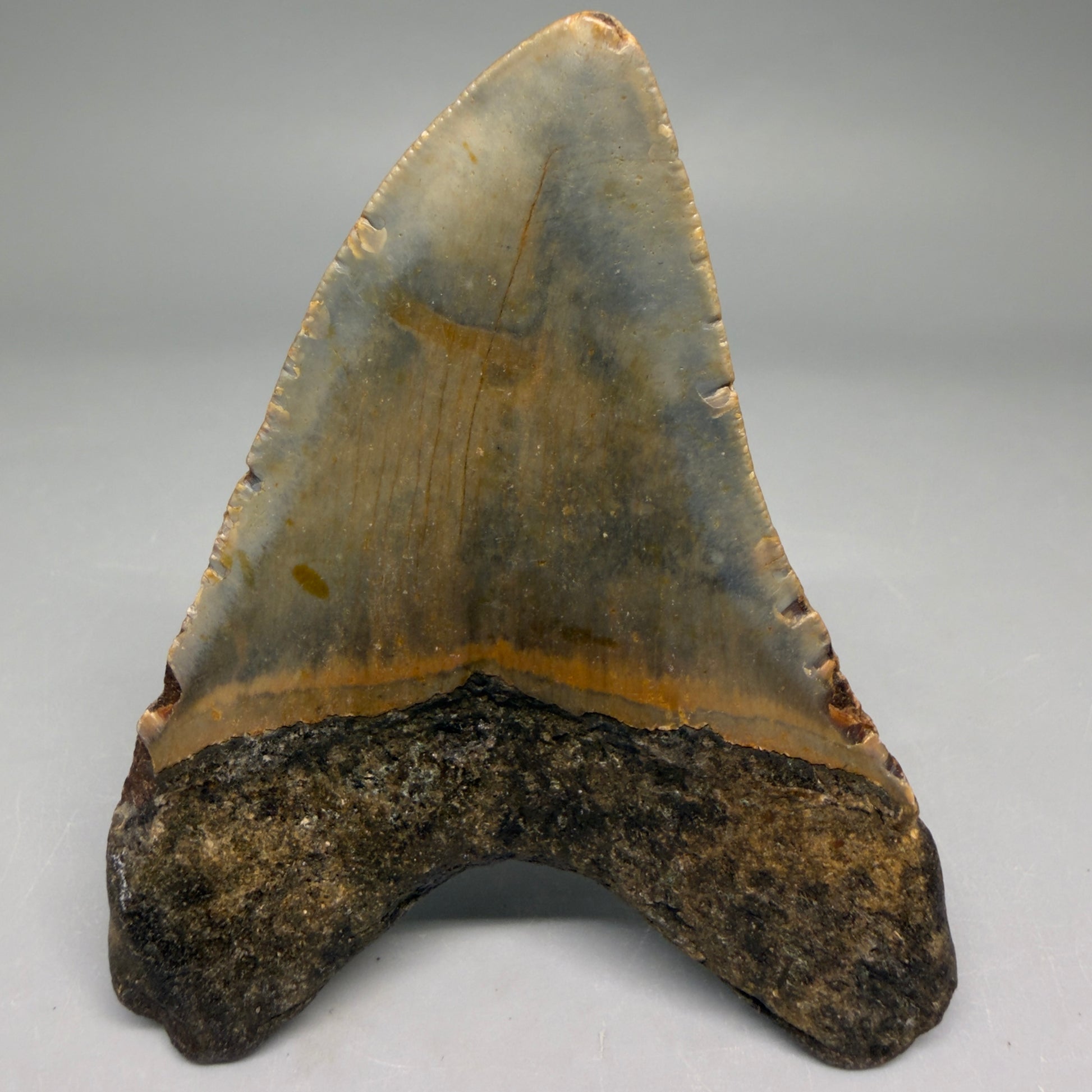 Back View Colorful 3.45" Fossil Megalodon Tooth from North Carolina - megalodonteeth.com CM6508