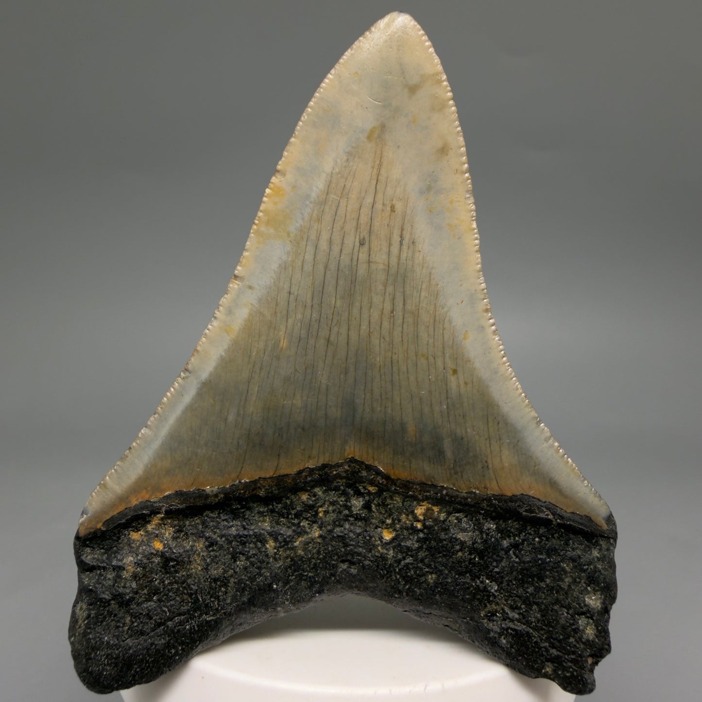 Back View Colorful 3.48" Fossil Megalodon Tooth from North Carolina - megalodonteeth.com CM6578
