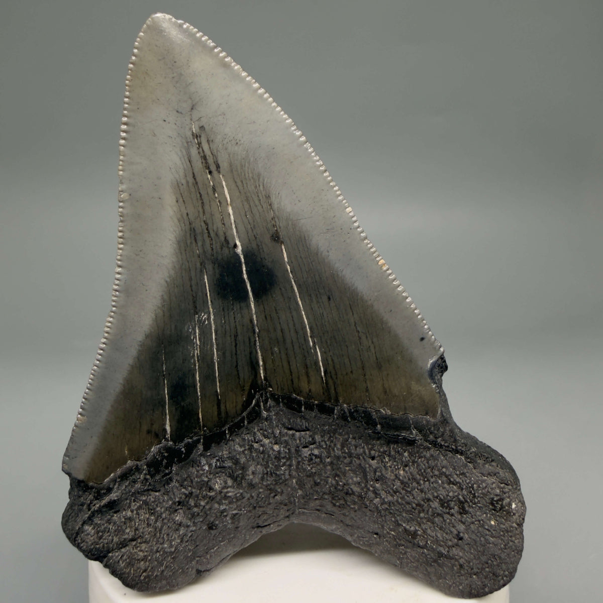 Back View Colorful 3.54" Fossil Megalodon Tooth from South Carolina megalodonteeth.com CM6562