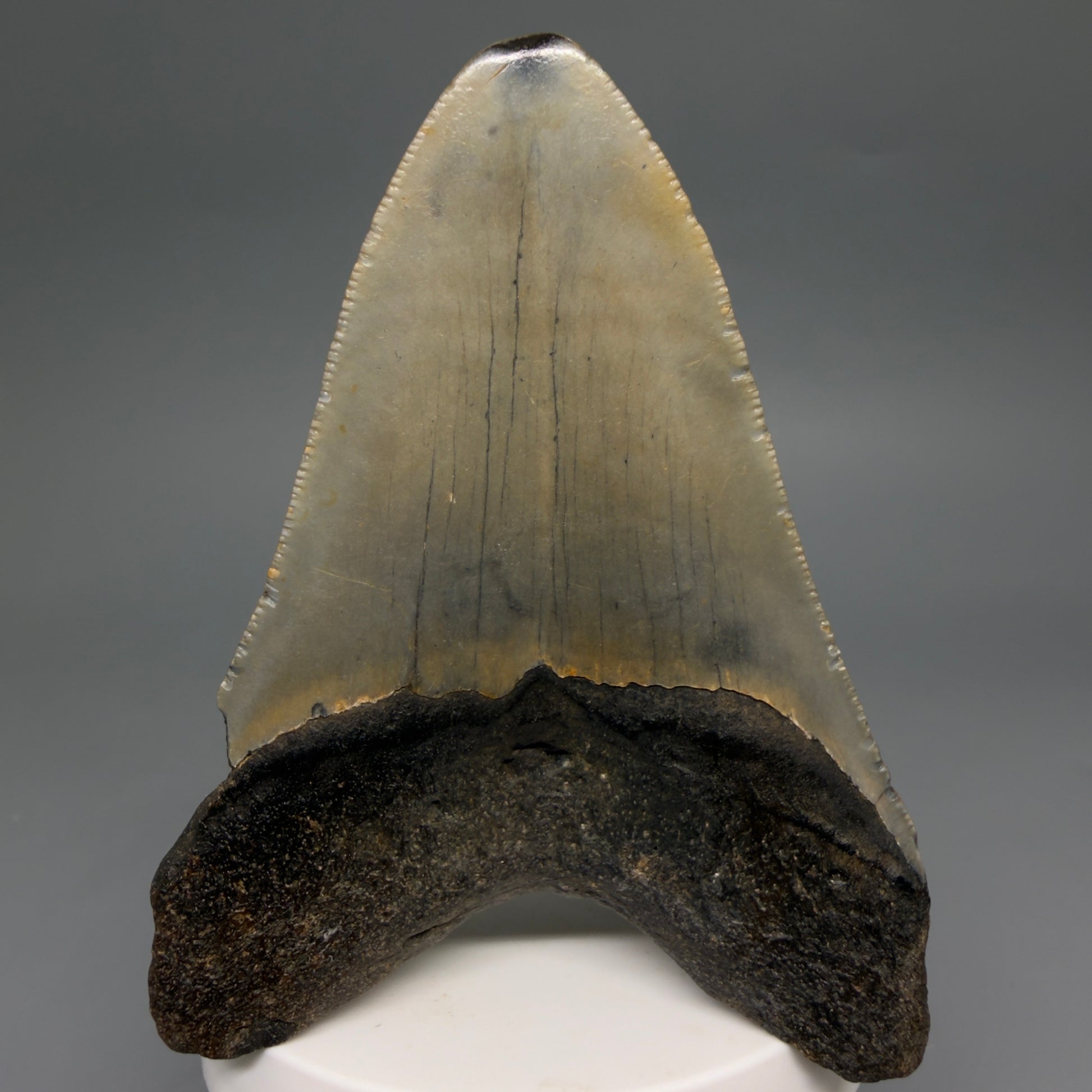 Back View Colorful 3.57" Fossil Megalodon Tooth from North Carolina - megalodonteeth.com CM6579