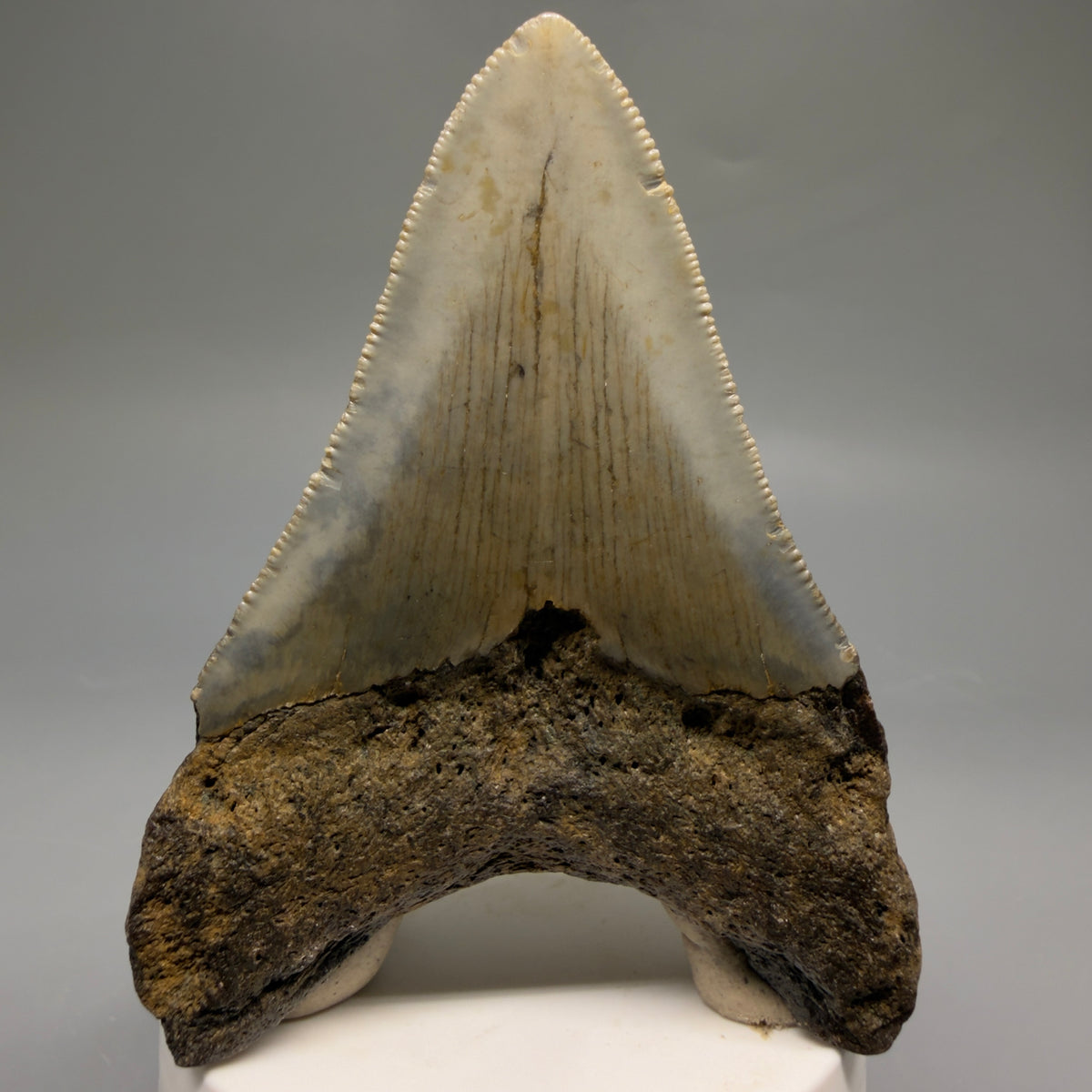 Back View Colorful 3.62" Fossil Megalodon Tooth from North Carolina - megalodonteeth.com CM6769