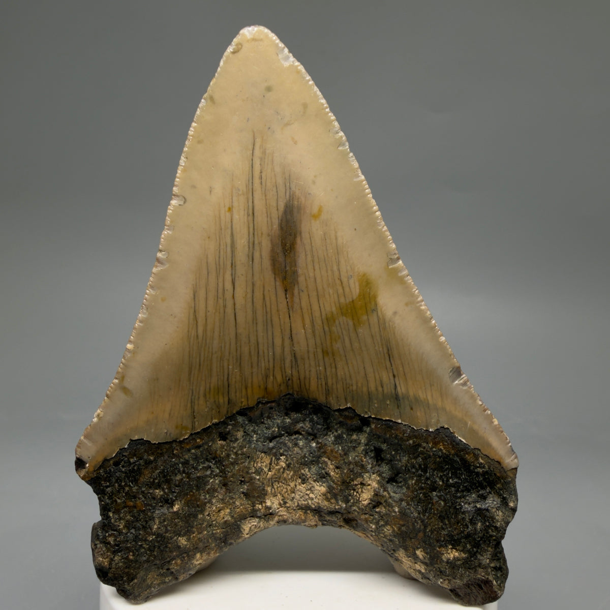 Back View Colorful 3.63" Fossil Megalodon Tooth from North Carolina - megalodonteeth.com CM6644