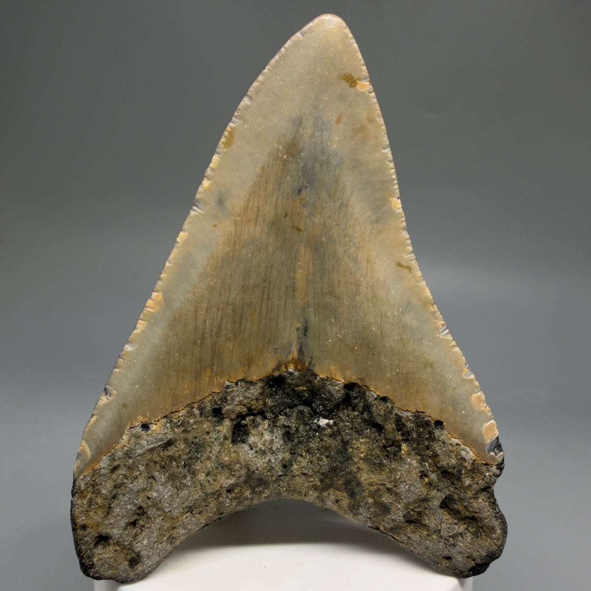 Back View Colorful 3.66" Fossil Megalodon Tooth from North Carolina - megalodonteeth.com CM6770