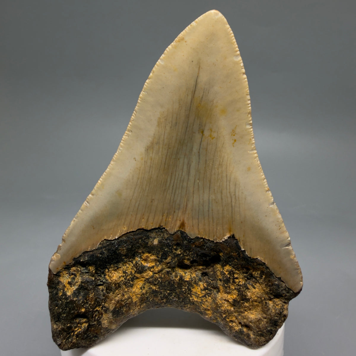 Back View Colorful 3.68" Fossil Megalodon Tooth from North Carolina - megalodonteeth.com CM6639