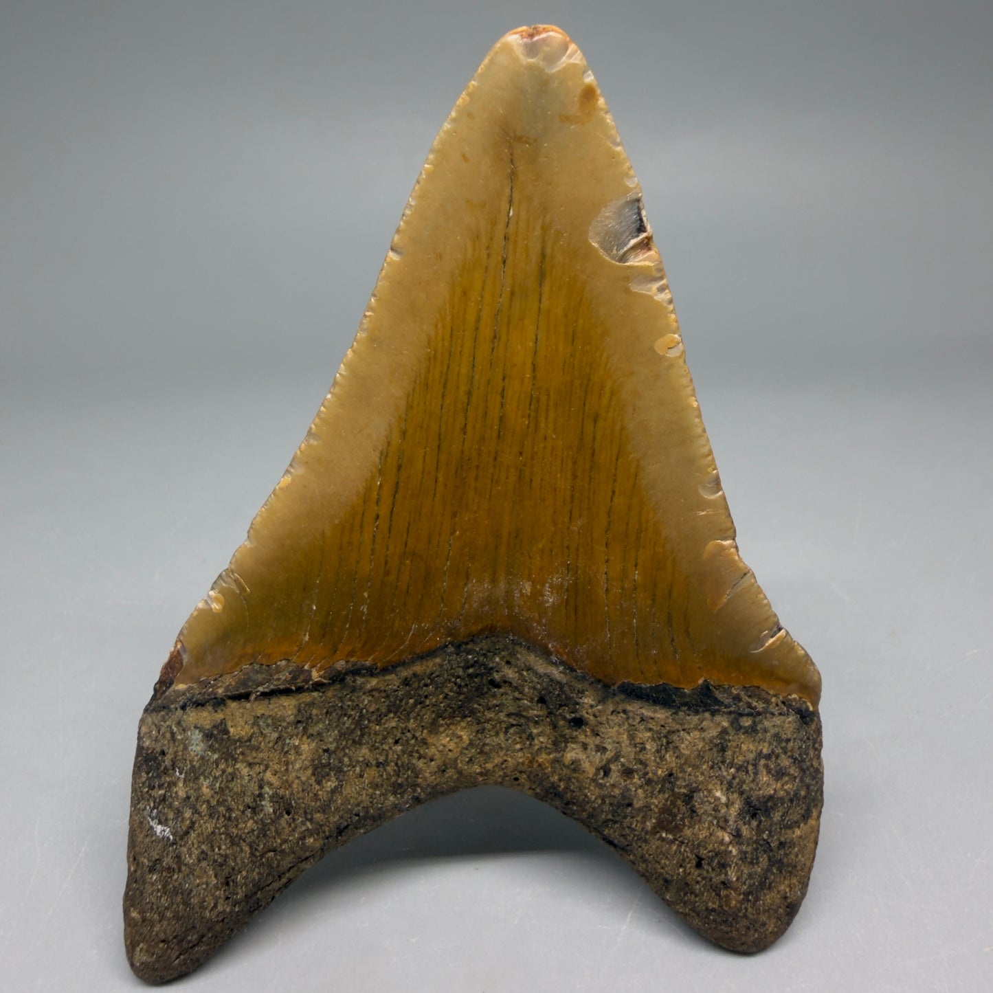 Back View Colorful 3.69" Fossil Megalodon Tooth from North Carolina - megalodonteeth.com CM6509
