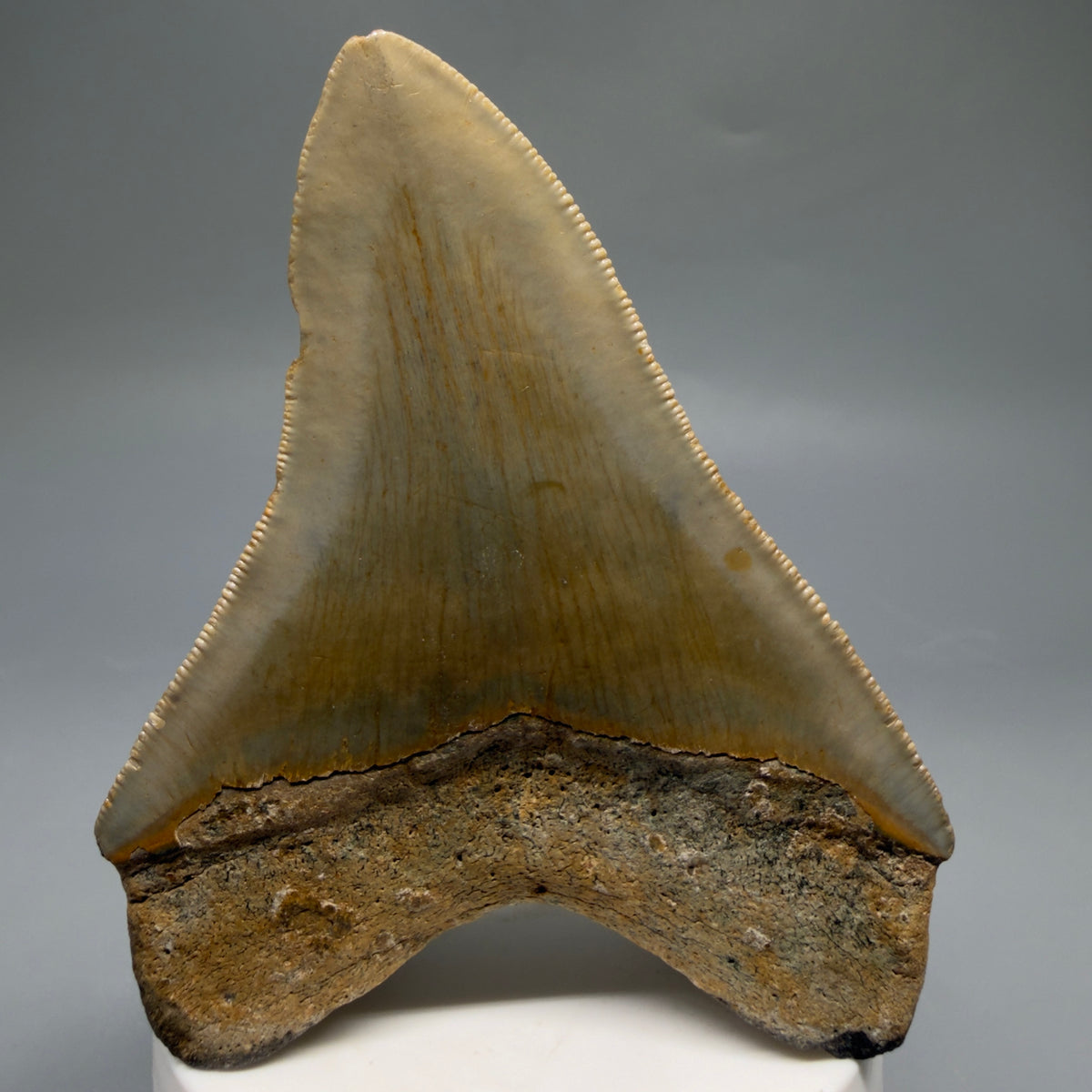 Back View Colorful 3.71" Fossil Megalodon Tooth from North Carolina - megalodonteeth.com CM6771