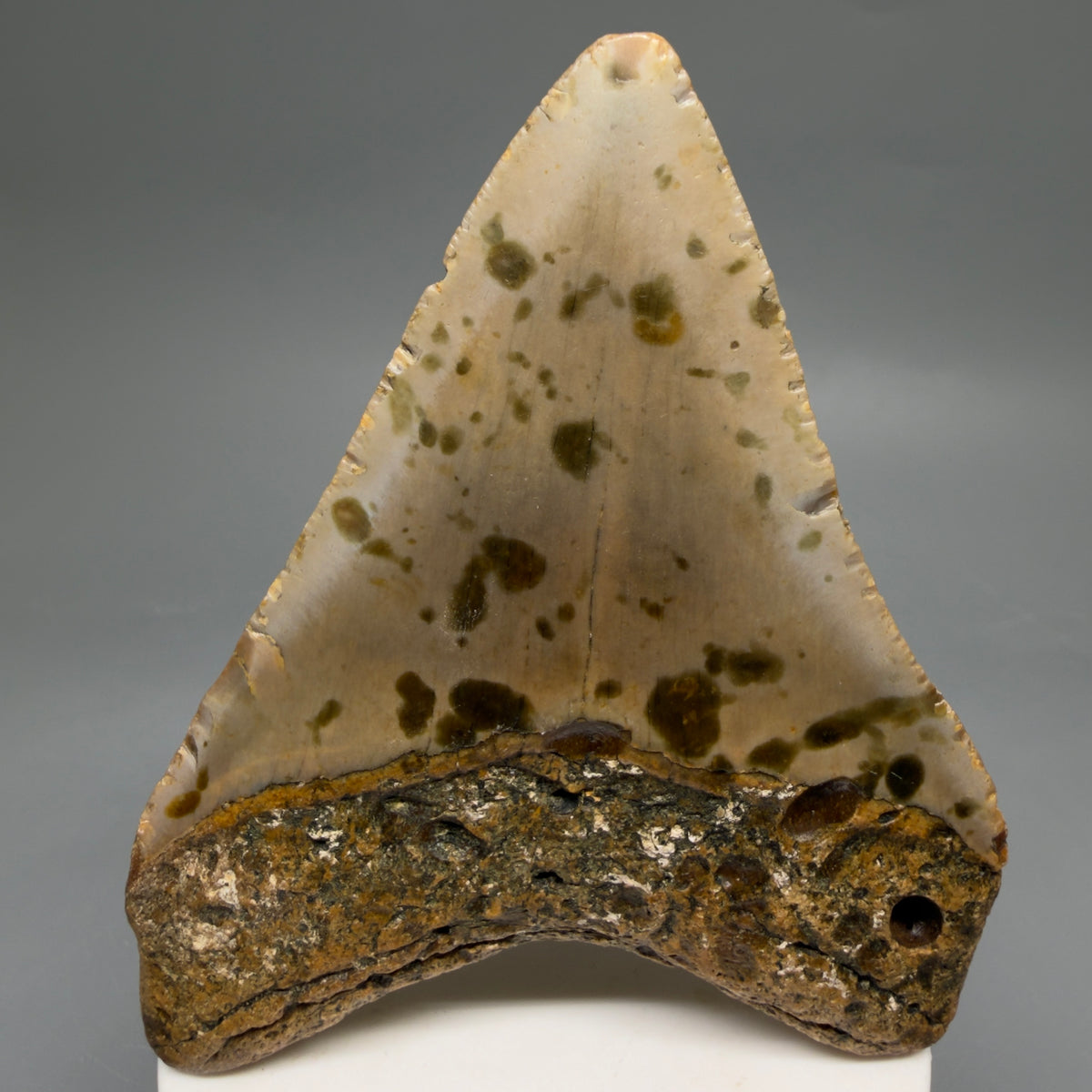Back View Colorful 3.77" Fossil Megalodon Tooth from North Carolina - megalodonteeth.com CM6645