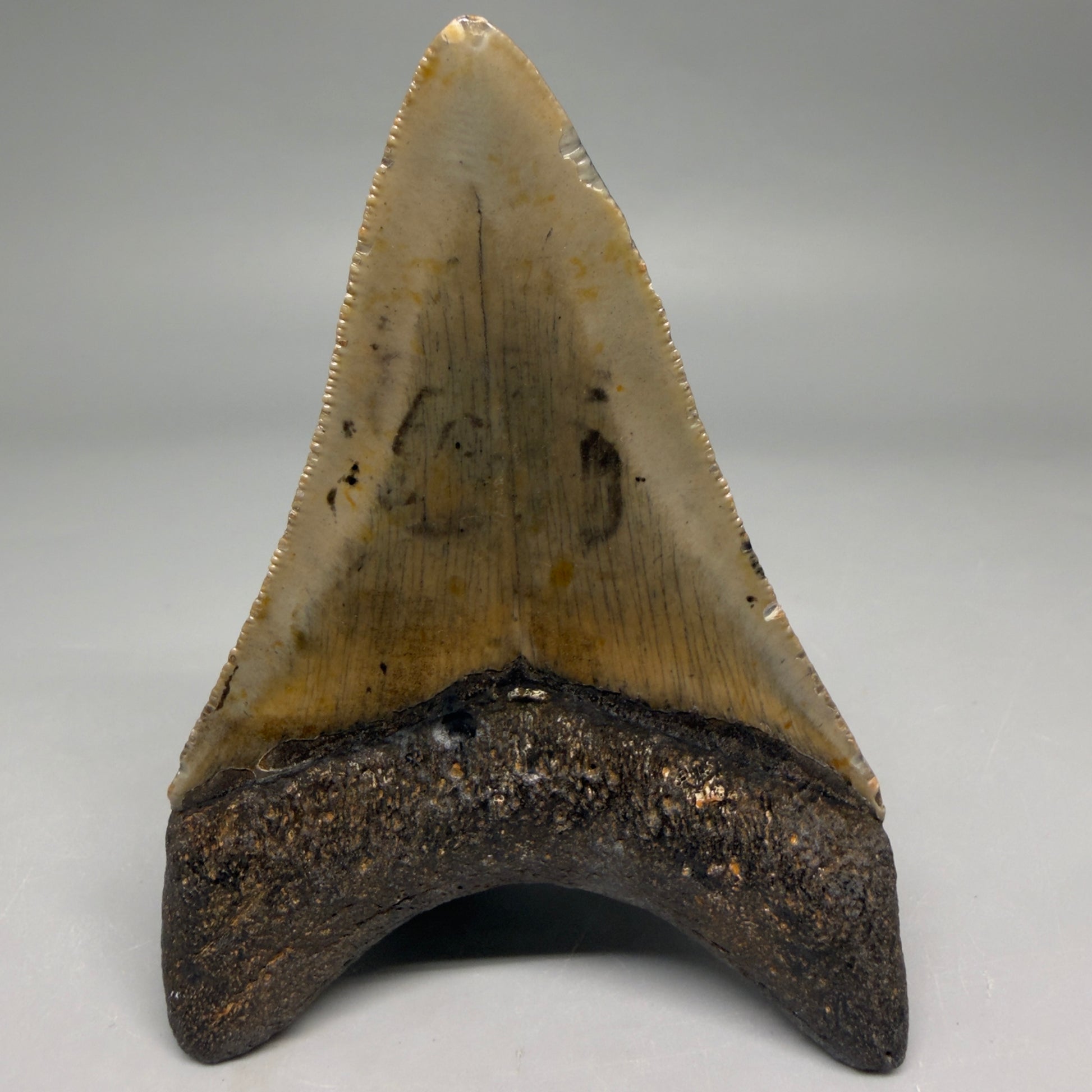Back View Colorful 3.78" Fossil Megalodon Tooth from North Carolina - megalodonteeth.com CM6510